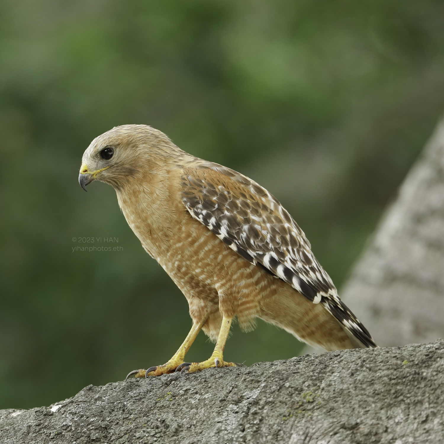 red_shouldered_ hawk_1